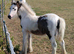 Cob mare with foal at foot