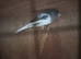 Persian canary