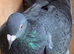 Rare Slaty coloured check racing racer pigeon RPRA ring