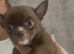 Apple head chihuahuas