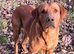 Gorgeous Fox Red Labradors