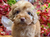 F1 small mini cockapoos various colours 30 dna health tested clear