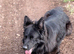 Hi I have 2 beautiful kc German Shepherd girls lift