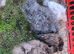 Silkie and Seramas