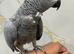 Hand tame African grey parrot kivi