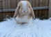 Mini lop black Harlequin VM doe remaining