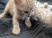 Stunning Snow Bengal kittens
