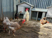 Chicken brood