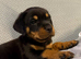 2 Rottweiler girls