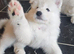 SAMUED PUPPIES