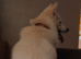 10 month old Japanese spritz Akita