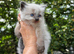 Ragdoll kittens