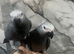 Handreared Baby Super Tame Cuddly Friendly African Grey Parrot,6