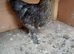 Bantam chickens