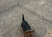 Jack Russell puppy