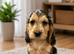 Show type KC Reg Cocker Spaniels from dna tested parents.