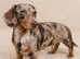 Miniature Dachshund Puppies