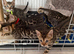 Bengal Kittens Available