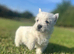 Stunning west highland terriers