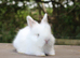 Angora X bunny rabbit