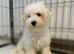 Bichon frise puppy for sale