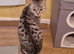 3 year old Bengal female
