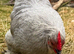 Fertile eggs