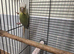 Male conure