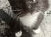 5 gorgeous kittens