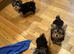 Happy lively Maltipoo puppies