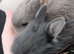 Mini rex X lion head