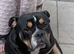 Nebbr registered male puppy 9 months old