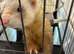 1 year old Male ferret