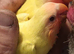 Very beautiful yellow hand reared love bird chicks