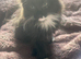 Two female black kittens