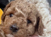 Cockapoo puppy&rsquo;s