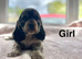 2 stunning cocker spaniel girls ready now