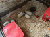 Female guinea pigs