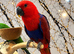 Female Baby HandReared Super Tame Cuddly Eclectus Parrot