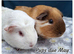 Black Swiss & Buff Cali Baby Boy Guinea Pigs