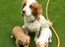 2 cocker spaniel girls