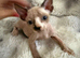 sphynx cannadian kittens