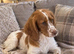 Cocker spaniel pups
