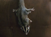 2 Sugar Gliders with cages, toys etc