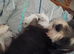 Rehoming Buddy- Jack Russel Mix 2 years old (born Sept.)