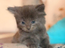 Beautiful long coat male kitten