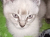 Last boy reduced Ragdoll cross siamese kitten