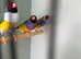 gouldian finches for sale