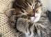 British shorthair cross (last left !)
