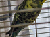 Breeding pair Budgies